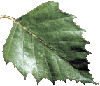Beuk (Birch) Leaf